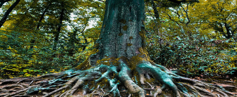 The Norns and Yggdrasil