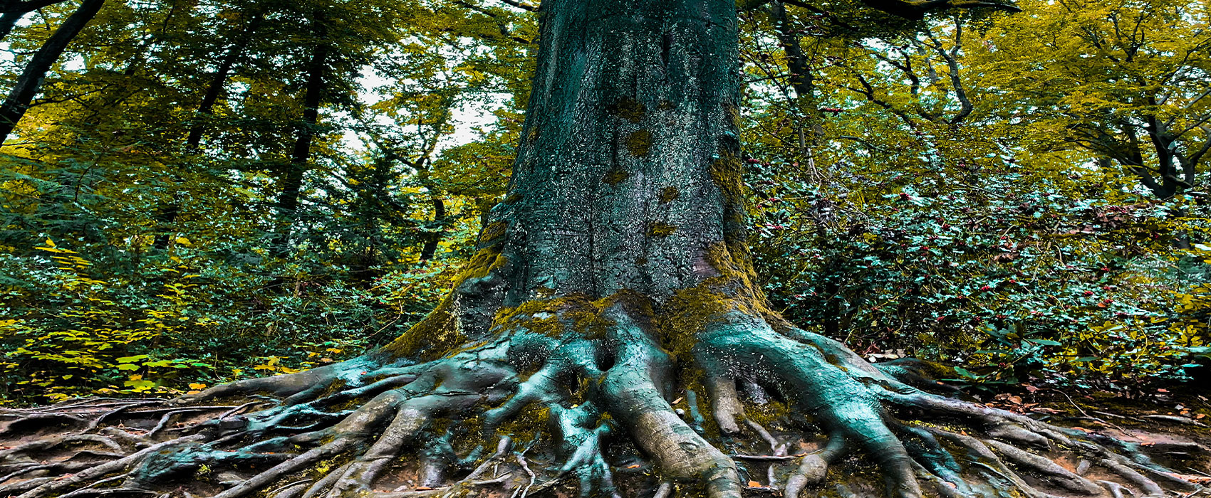 The Norns and Yggdrasil