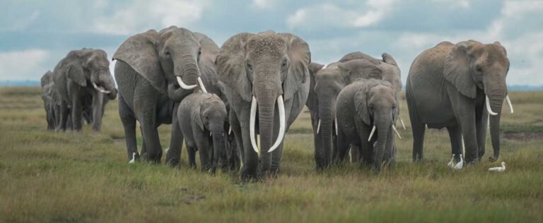 Why Elephant Rings Are More Than Just Jewelry