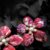 Coral Flower Earrings (Red)